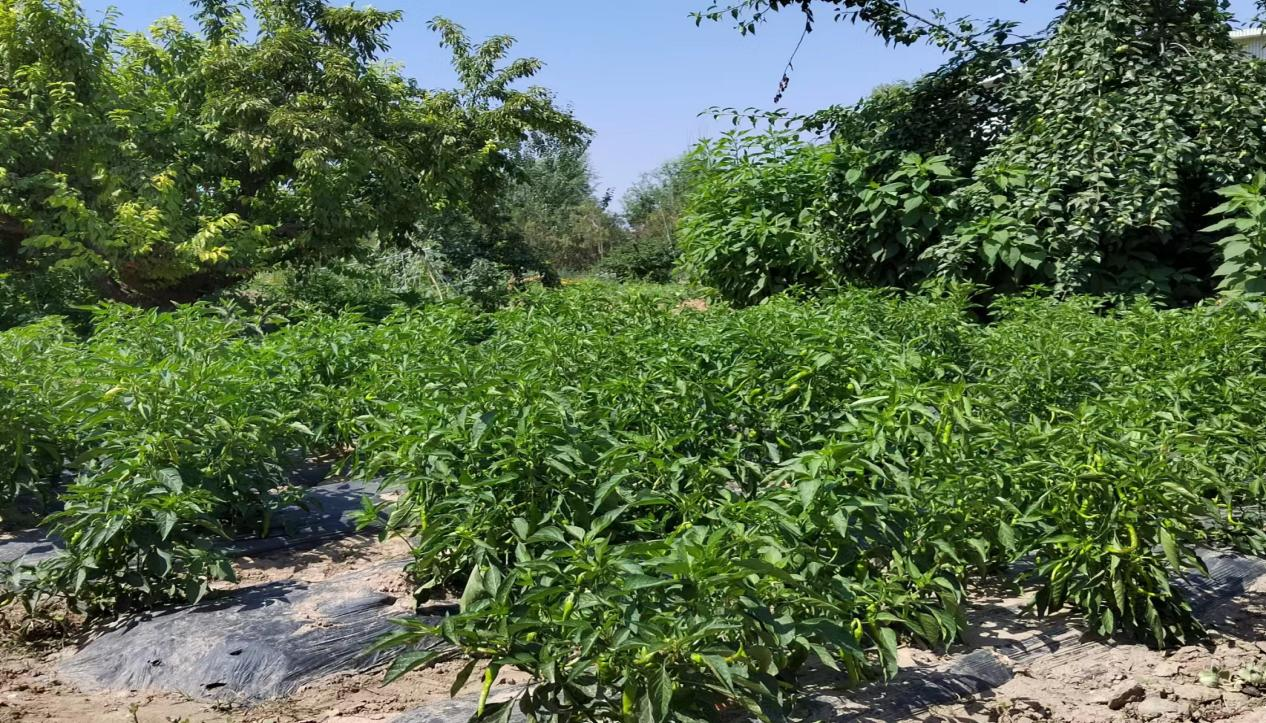 圖片4.png 圖片4.png